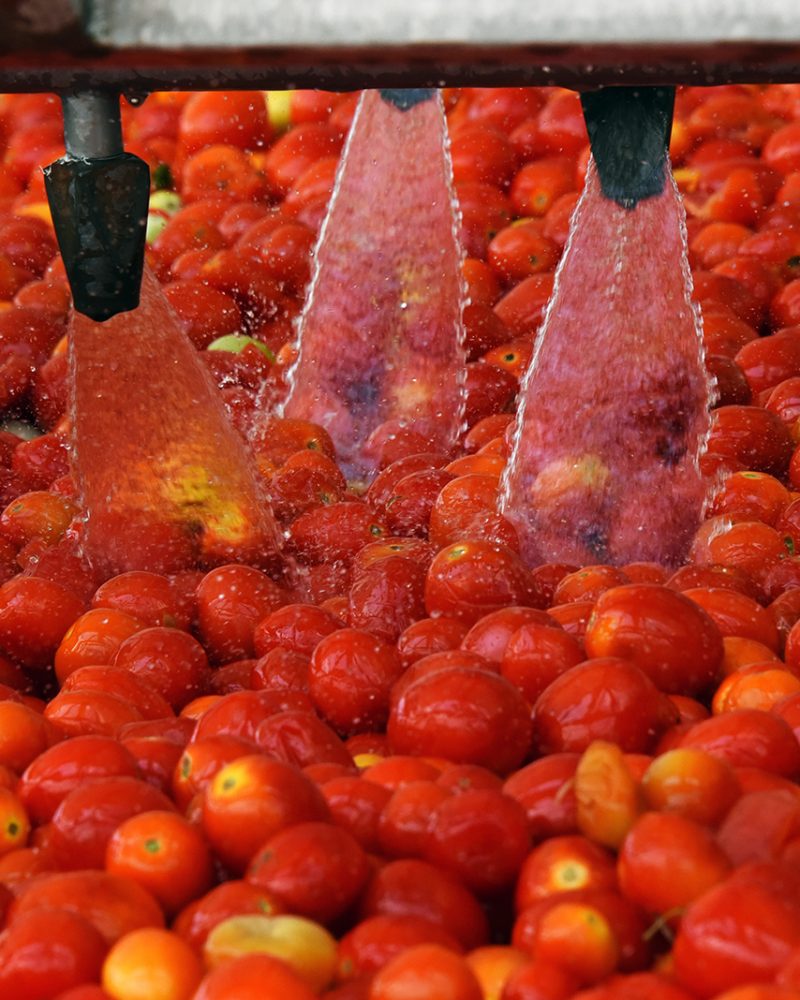 Tomatoes washing on the conveyor line at the tomatoes paste fact